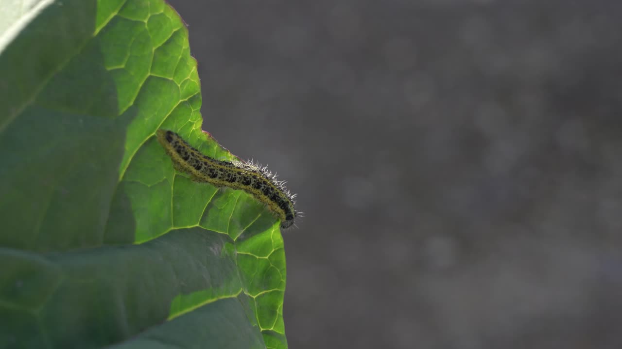 oruga en una hoja de repollo