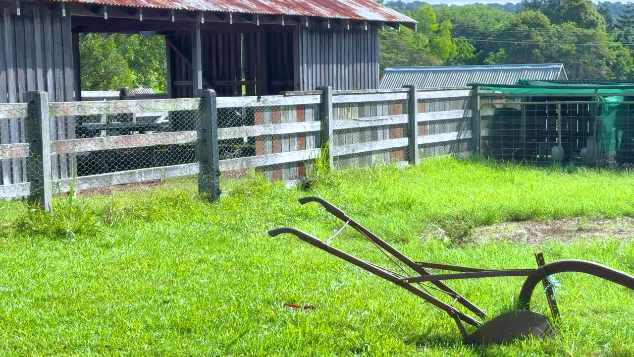 Ibis birds gather on a rustic farm shed under bright daylight in Byron Bay, creating a serene rural scene