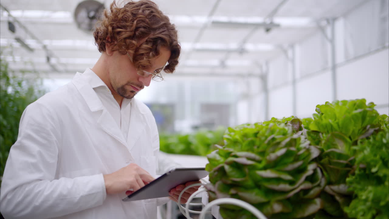 Laboratory technician in a white coat, holding a tablet while analysing plants grown with the Hydroponic method in a greenhouse