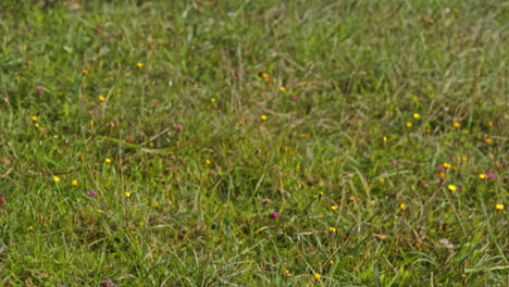caballo masticando hierba en el hermoso campo