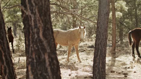 caballos salvajes pastando en el parque nacional del gran cañón en arizona con un tiro estable medio a través de los árboles