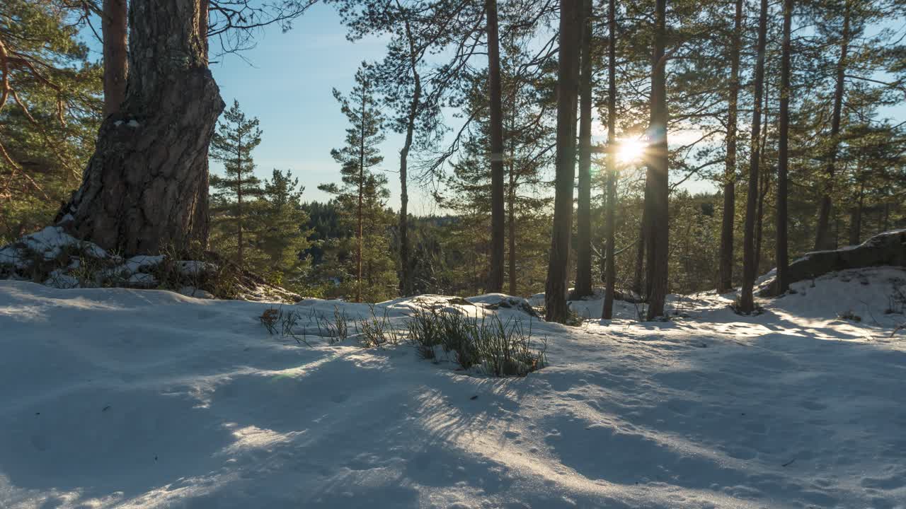 Sollys strømmer mellem træerne i en vinterskov under solnedgang.