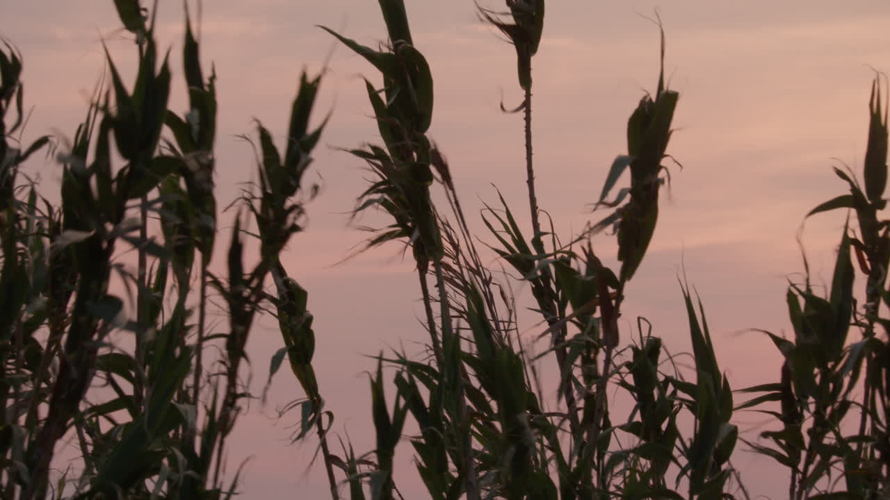 잔디 식물 의 해 가 지는 실루