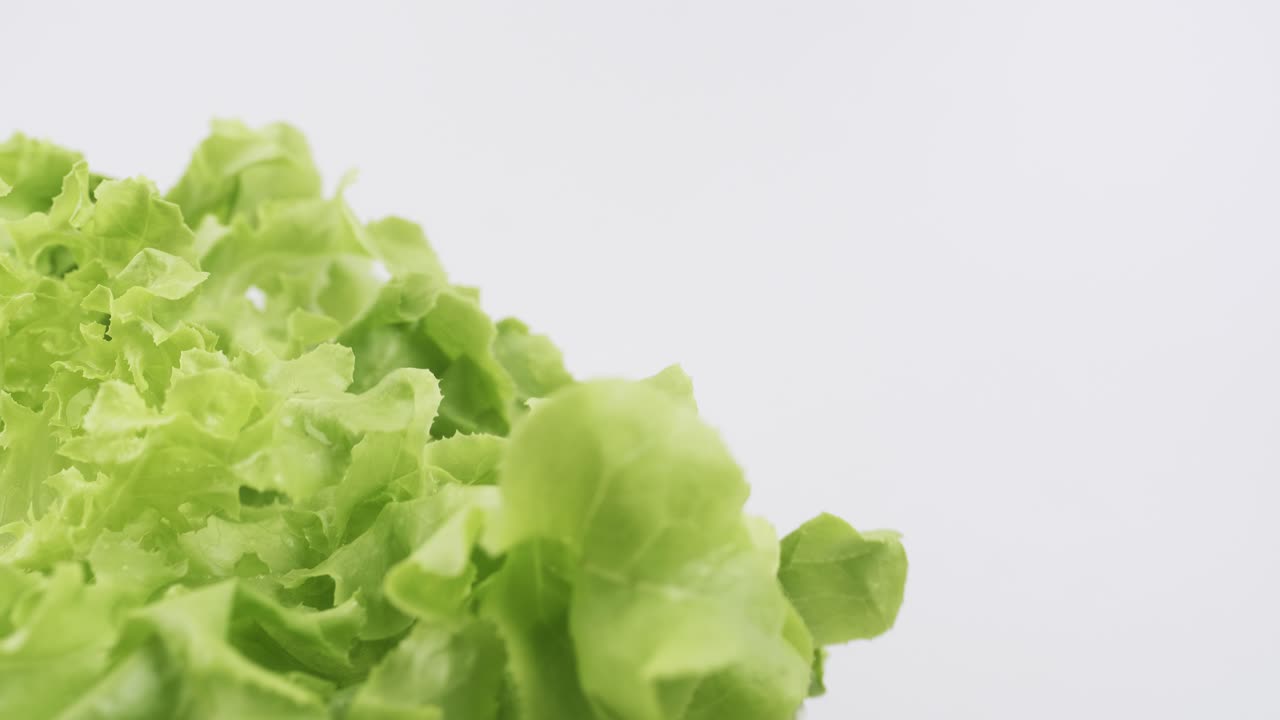 la lechuga fresca de roble verde plantada al estilo hidropónico está bellamente colocada y gira lentamente