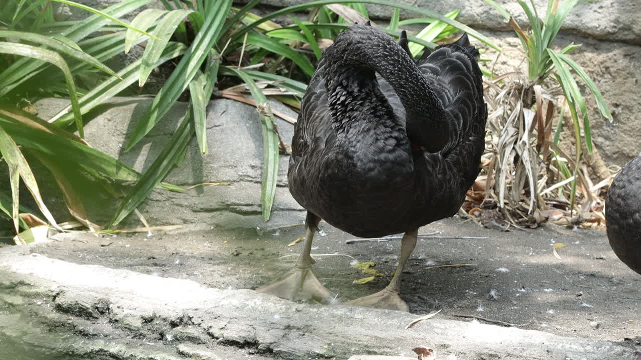 Black Swan Preening by the Pond in Lush Natural Habitat
