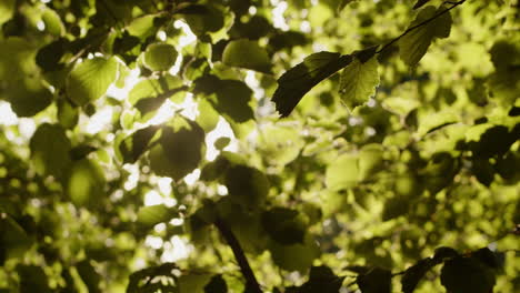 Hojas-Verdes-En-Un-árbol-De-Haya-En-El-Proyecto-De-Conservación-Knepp,-Inglaterra