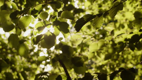 hojas verdes en un árbol de haya en el proyecto de conservación knepp, inglaterra