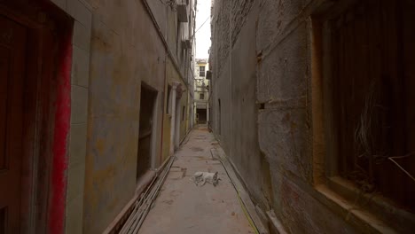 perro callejero en un callejón indio