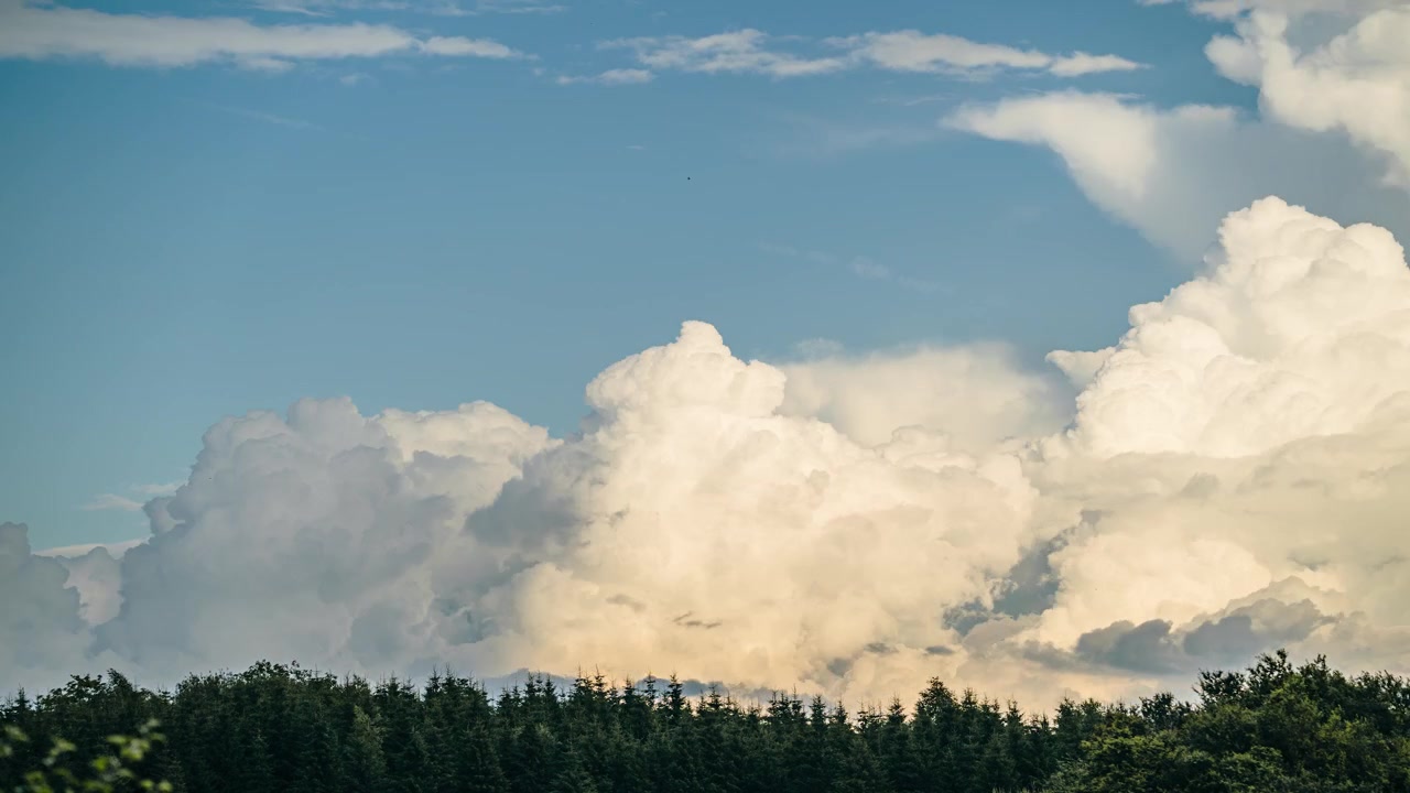 Timelapse view of fluffy white cumulus clouds building and moving across blue sky over green pine forest tree line.