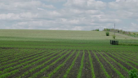 Großes-Bauernfeld-Mit-Feldfrüchten,-Weiter-Blick-Auf-Die-Landschaft