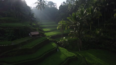 Drohnen-Dolley-Neigungsaufnahme-Des-Sonnenlichts,-Das-über-Die-Reisterrassen-In-Bali-Scheint