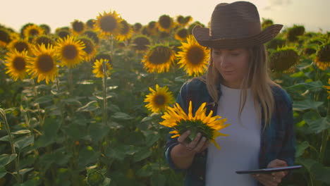 a farmer girl is walking on the field with lots of sunflowers and studing their main charasteristics. she holds in her hands a sunflower and writes some important things in her electronic book.