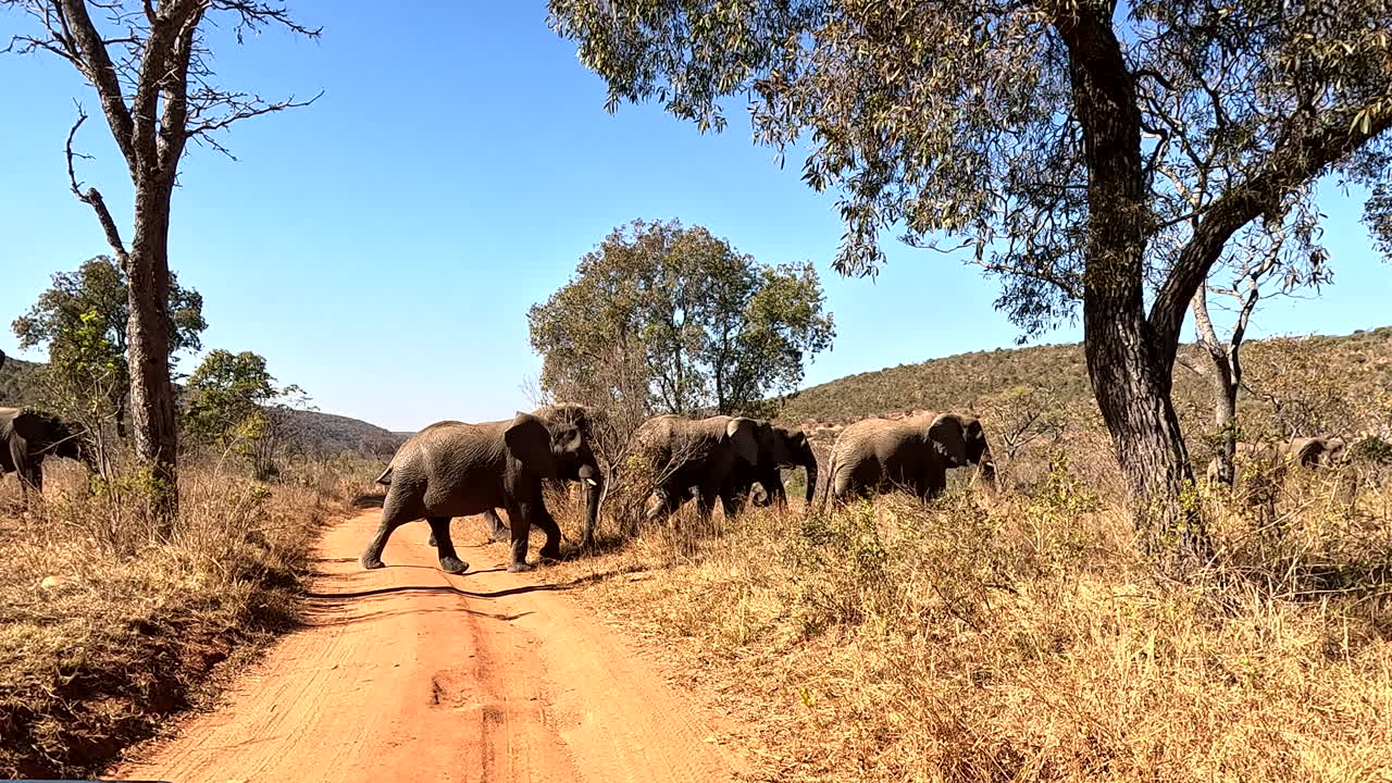 African elephant herd with calf cross dirt road on South African game reserve