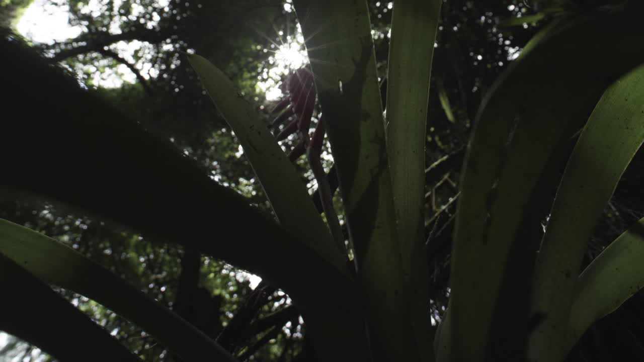 bromelia y sol dentro del bosque - selva atlántica, brasil