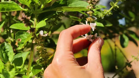 hands gently pick basil flowers in a sunlit garden, showcasing vibrant green leaves and delicate white blossoms