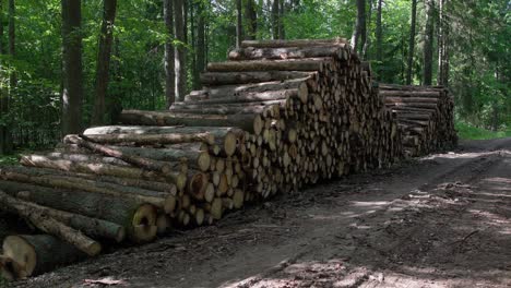 area of illegal deforestation of vegetation in the forest. cut the tree and wooden trunks from the forest. a pile of cut wood near the forest. concept of forest felling, wood problem, ecology