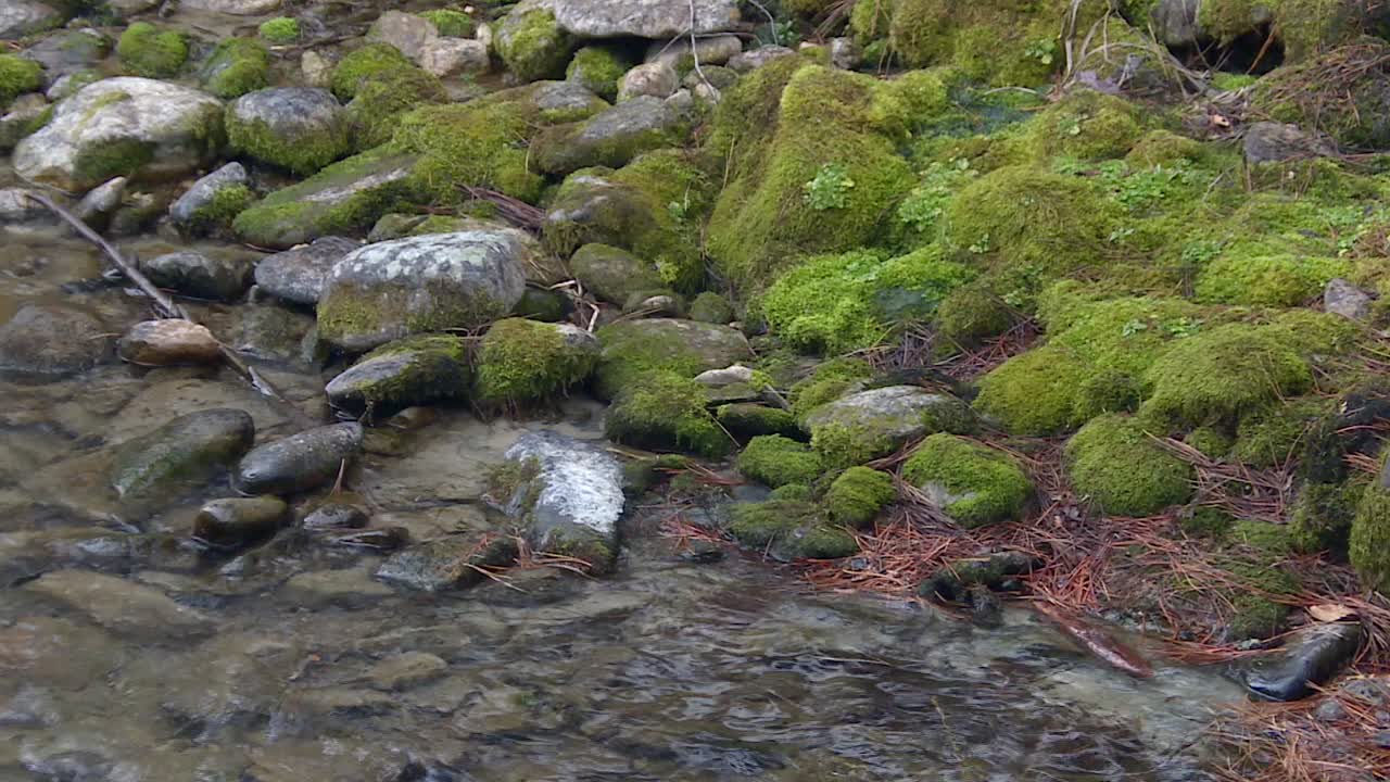 arroyo del río con piedras cubiertas de musgo verde