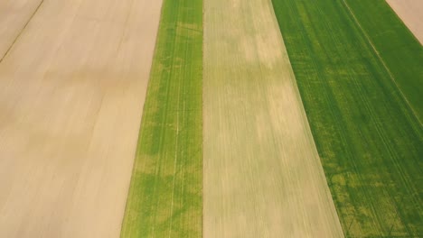 drone flying over a cornfield during sunset