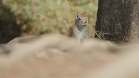 una ardilla curiosa mira desde detrás del primer plano borroso y sube a un árbol