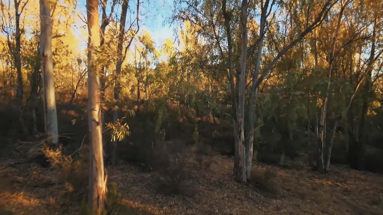 Movimento aereo all'indietro tra gli alberi della foresta