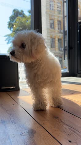 small white maltese dog in a cafe