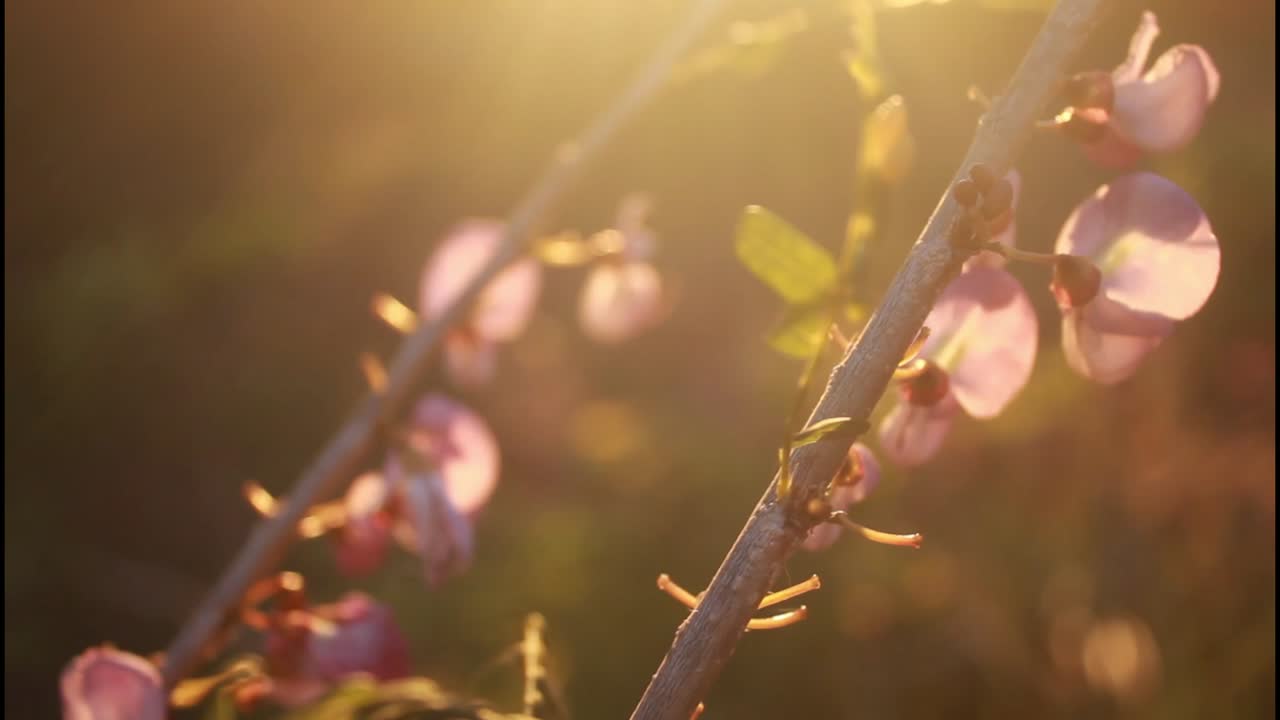 Pink Flowers in Sunlight
