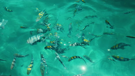 sergeant fish swim in sunlit turquoise waters