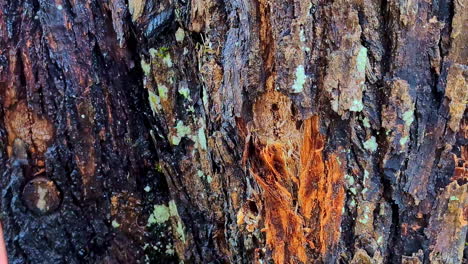 drilling a hole in a forest tree close up and plugging a blue plastic pipe to collect sap or syrup