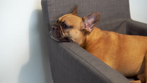 brown french bulldog relaxing in the chair with chin on the armchair