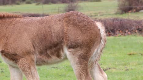 young stallion with wet fur after a rainy day walks through the meadow