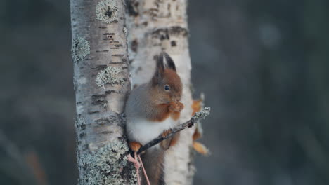 close-up of a brown and white squirrel eating on a tree branch