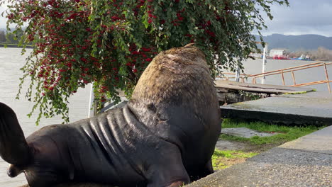 handheld shot, large male sea lion basking in the sun and scratching himself on the sidewalk