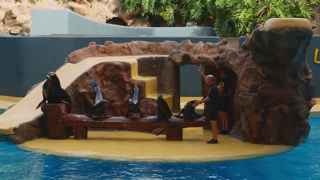 Group of sea lions balances on front flippers during sea lion show in Loro Parque, Tenerife.