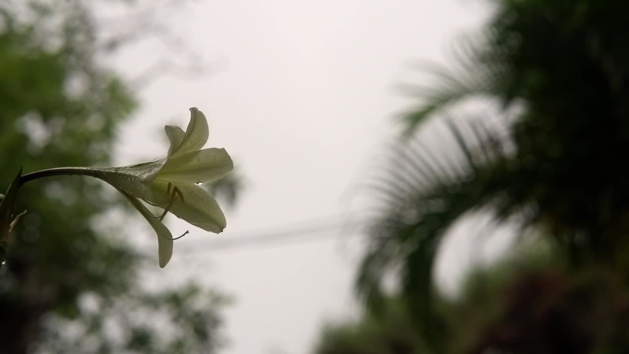 Close up view of a wild Formosa Lily white flower under light rain