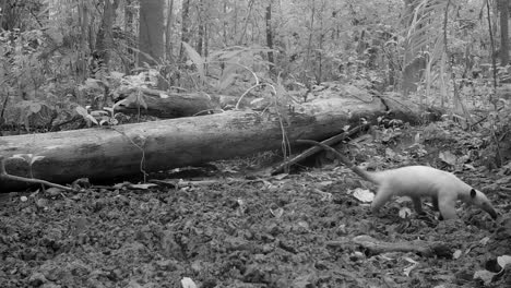 anteater in the rainforest. tamandua at night