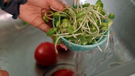 washing sunflower sprouts and tomatoes