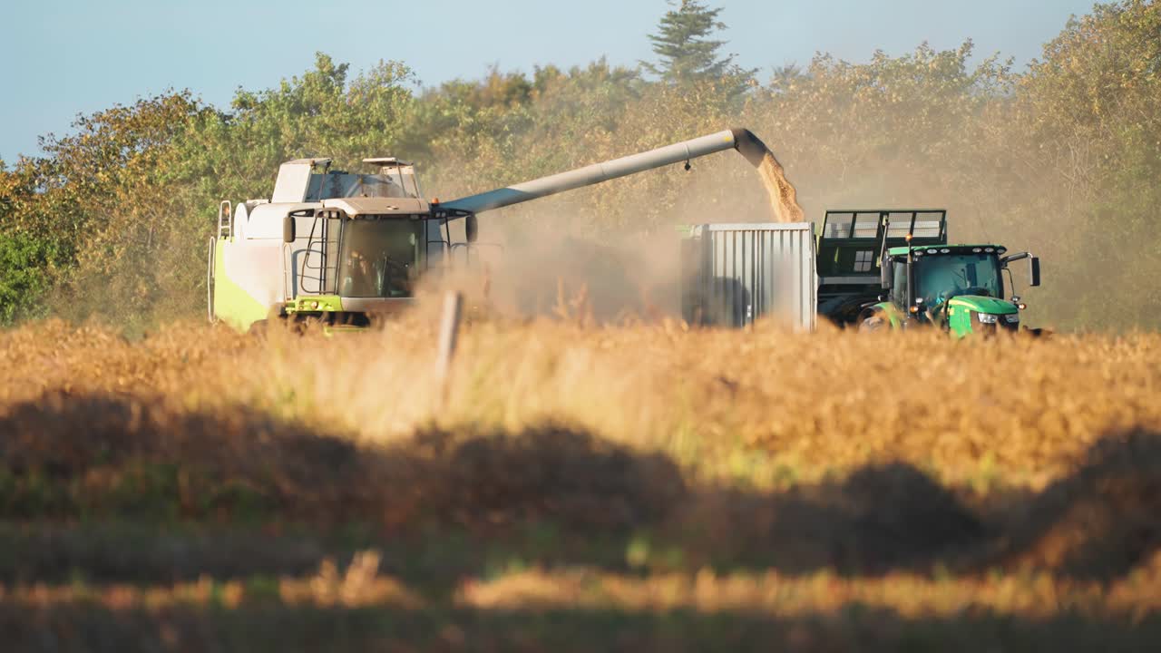 una cosechadora y un tractor cortan y cargan soja madura en el campo en un día soleado