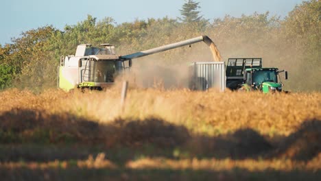 a harvester and a tractor mow and load ripe soy in the field on a sunny day