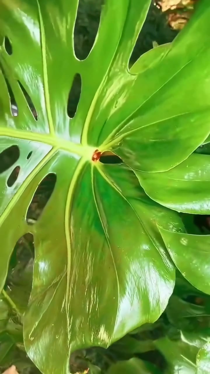 Primo piano di foglie di Monstera verde vibrante con fori naturali.