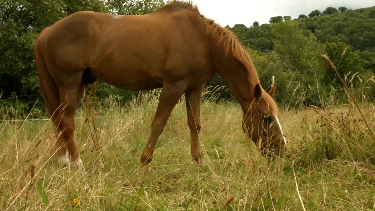 caballo comiendo hierba en el campo