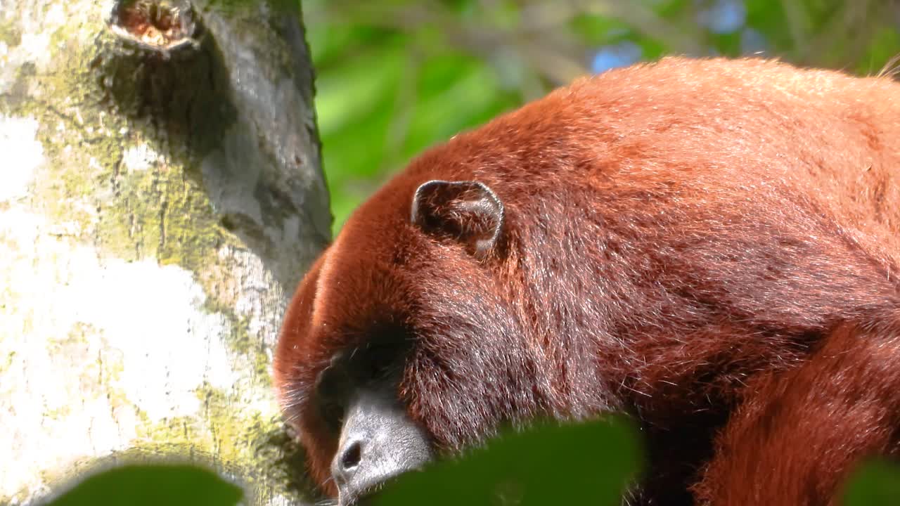 Red Howler Monkey wildlife primate up-close South America jungle species