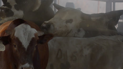 bulls pushed up against each other while being wrangled by cowboys ontexas farmland in the country