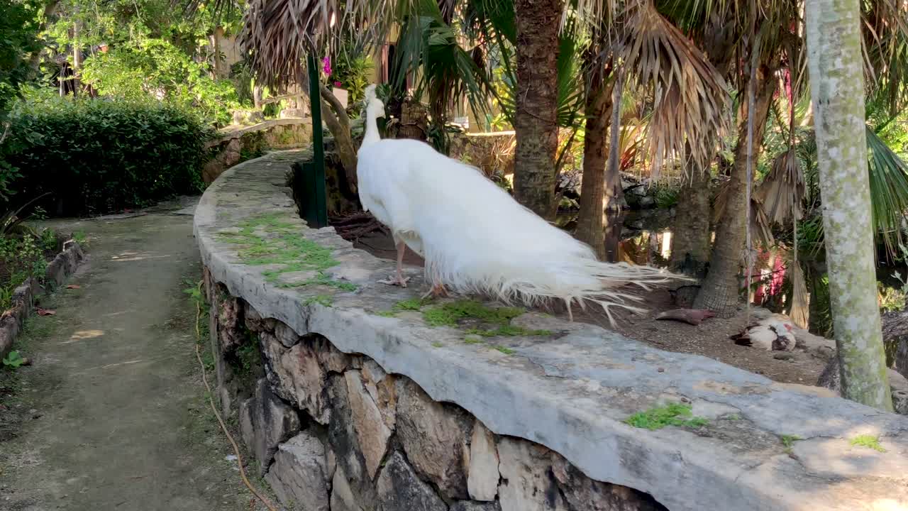 White Peacock in a Tropical Garden