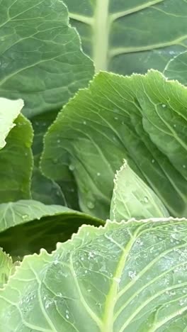 green leaf texture close up view water drops fall in slow motion view green leaf texture close up view water drops fall in slow motion view