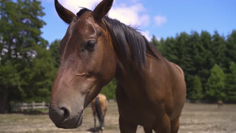 4k brown cute beautiful horse head closeup with trees background