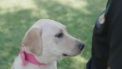 un labrador retriever blanco con un cuello rosa está siendo dado un regalo por su entrenador afuera en un patio cubierto de hierba en un día soleado