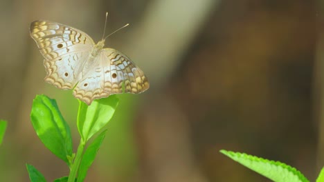 Mariposa-De-Pavo-Real-Blanco-Extendiendo-Las-Alas-En-La-Hoja-De-La-Planta