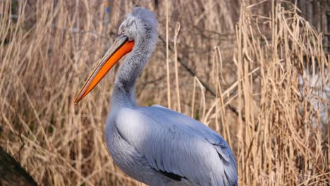 Close-up-shot-of-wild-pretty-Pelican-resting-at-shore-with-straw-and-dried-plants-in-backdrop-during-sunset