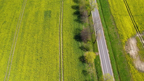 Toma-Aérea-De-Arriba-Hacia-Abajo-De-Un-Campo-De-Canola-En-Crecimiento-Amarillo-En-La-Naturaleza-Al-Lado-De-Una-Pequeña-Carretera-En-Verano