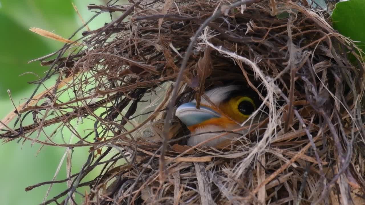 The Silver-breasted Broadbill is a famous bird in Thailand, both local and international